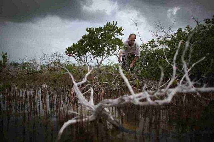 Impactul schimbărilor climatice asupra cheilor din Florida