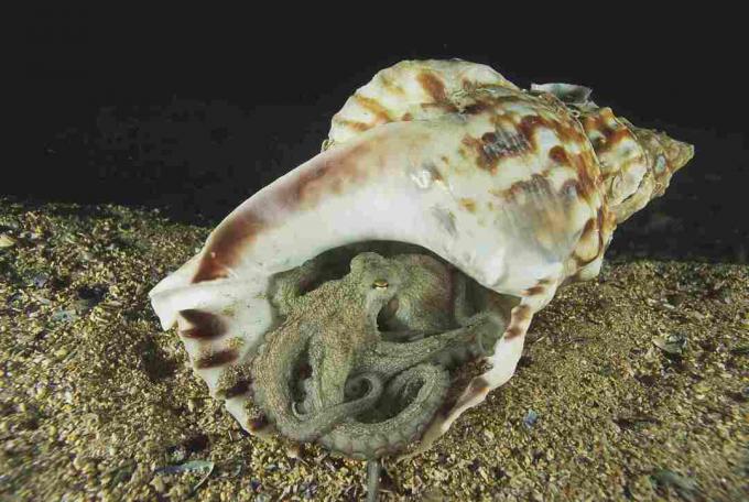 Caracatița (Octopus vulgaris) care se ascunde în cochilie / Marevision / vârsta fotostock / Getty Images