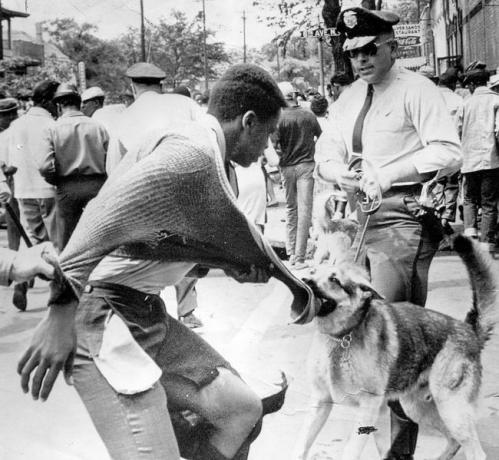 Un protestatar negru american atacat de un câine polițist în timpul demonstrațiilor împotriva segregării, Birmingham, Alabama, 4 mai 1963.