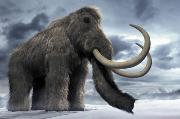 Mamutul lânos (Mammuthus primigenius) sau mamutul tundra.