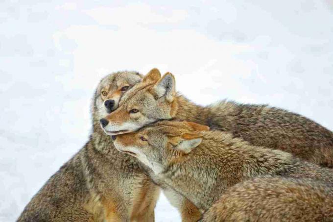 Coiotii nu sunt la fel de sociali ca lupii, dar vor acționa în cooperare pentru a vâna și a crește urmași.