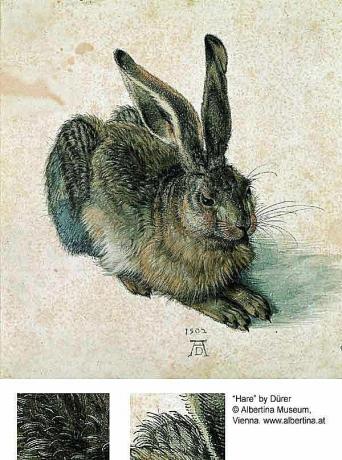 Rabbit or Hare - Albrecht Dürer