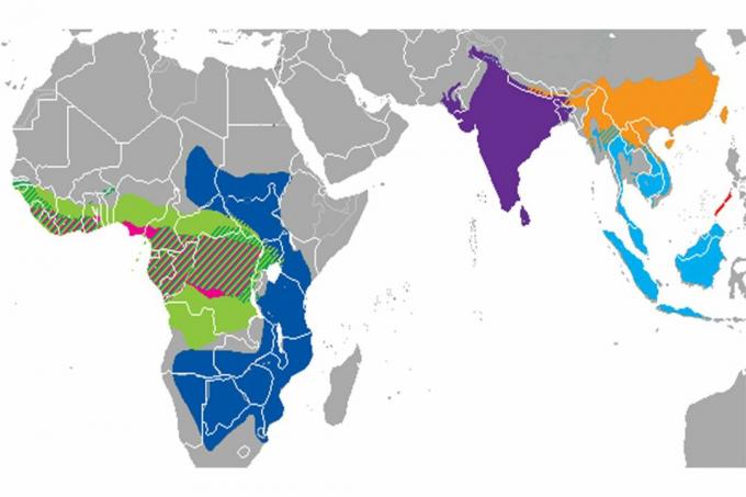 Distribuția speciilor de pangolin.