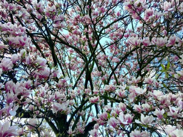 Arborele Magnolia acoperit în floare