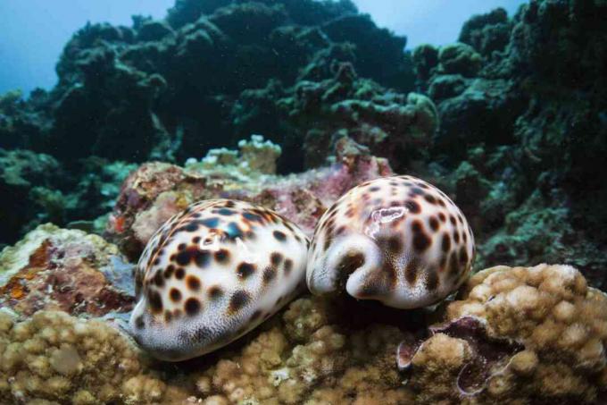 Tigri Cowries, Cypraea tigris