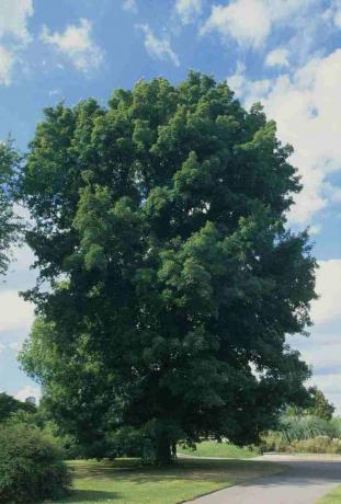 Carya cordiformis (Hickory Butternut), copac cu frunze verzi în parc, lângă potecă