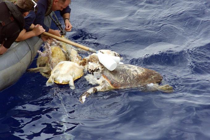 Turtle încurcate de salvare a personalului naval din SUA