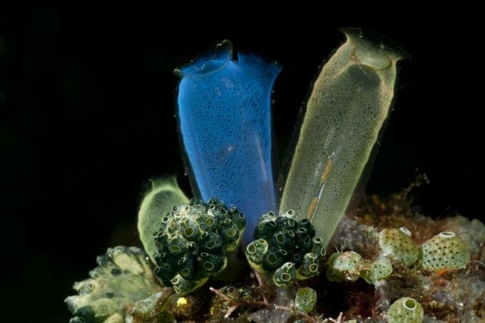 Sea Squirt