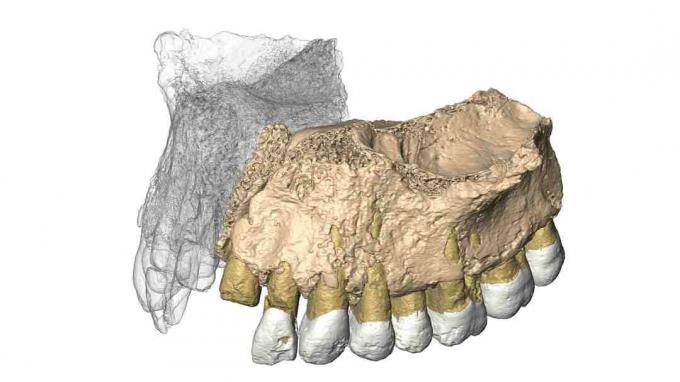 Reconstituit Mislaya Maxilla