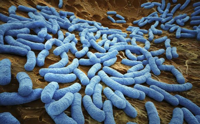 În apropiere de e. bacteriile coli, văzute la microscop.