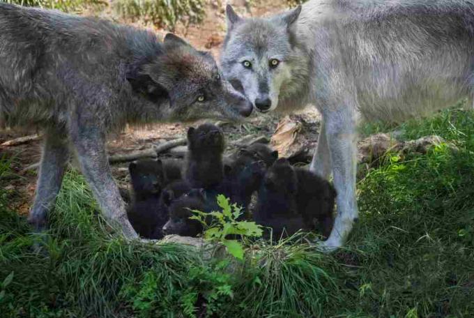 Familia Black Wolf cu pui nou-născuți, Canada