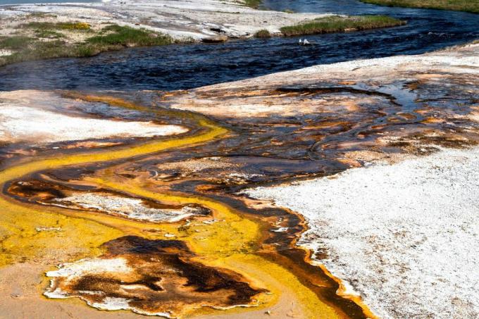 Termofilele, bacteriile și alte microorganisme care cresc cel mai bine la temperaturi mai mari decât cele normale, creează culori interesante în piscinele din Parcul Național Yellowstone și în jurul său