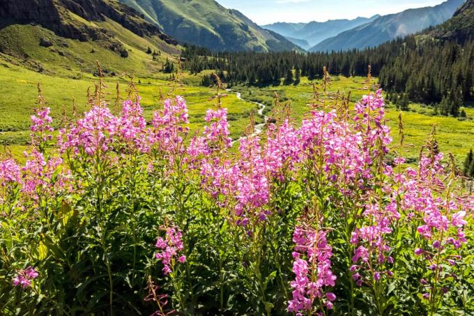 Flori de foc sălbatice în munții Colorado