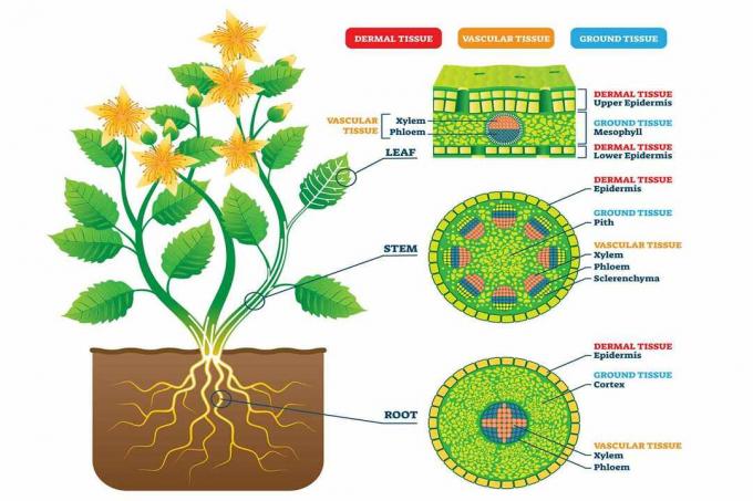 Țesuturile plantelor