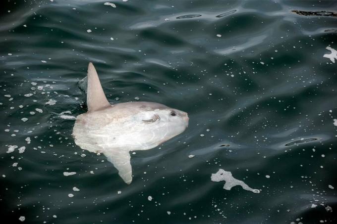 Sunfish, Mola mola, Molidae, Witless Bay Reserve Ecologic, Newfoundland, Canada