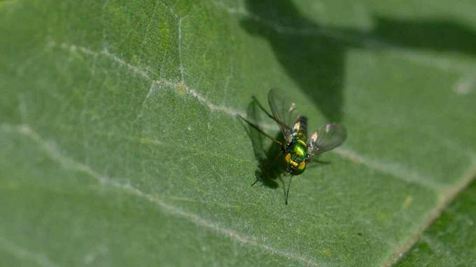 O muscă din ordinul Diptera așezat pe o frunză.