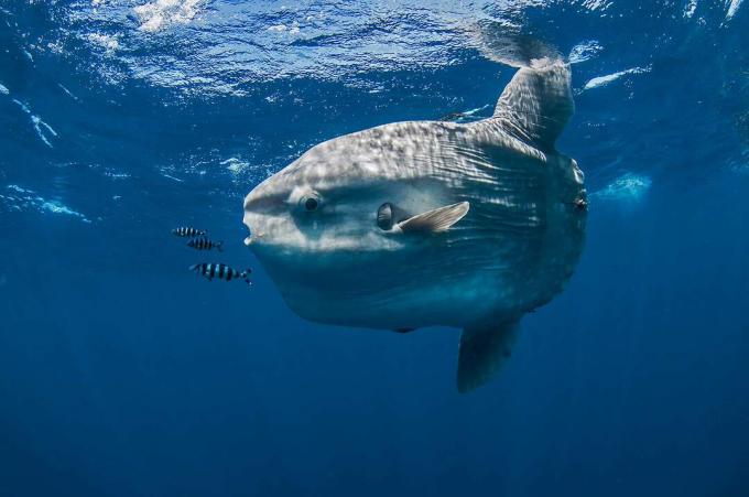 Vedere subacvatică a mola mola, ocean de pește de soare, golful Magadalena, Baja California, Mexic