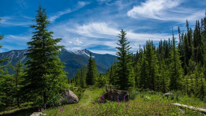 Arbori de pin în pădure împotriva cerului