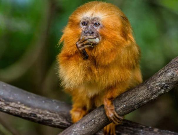 Maimuțele din Lumea Nouă, precum tamarinul, folosesc degete alungite cu gheare pentru a prinde și mânca prada.