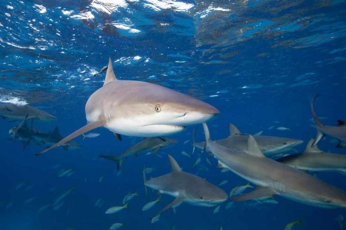 Rechinii din Caraibe (Carcharhinus perezi)