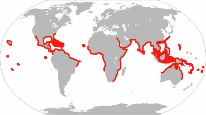 Acesta este intervalul istoric de raze de vultur. Sub clasificare modernă, peștele rezidă doar în Atlantic, Caraibe și Golf.