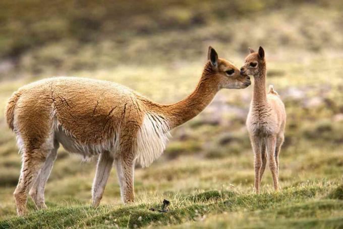 Guanaco și chulengo