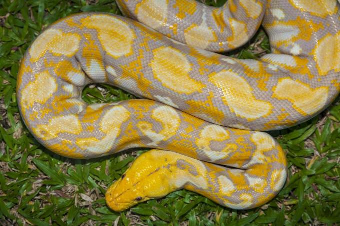 Albino Birmanul Python