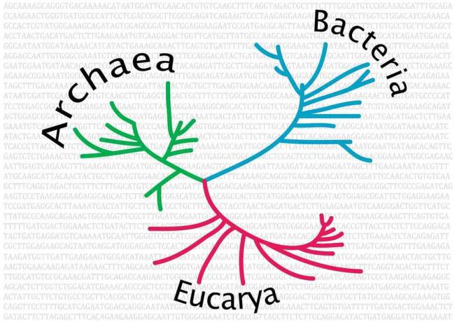 Arborele filogenetic al vieții nerotate.
