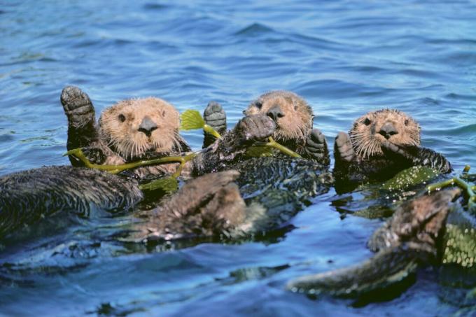 Vidre de mare în algă, Monterey Bay, California, SUA