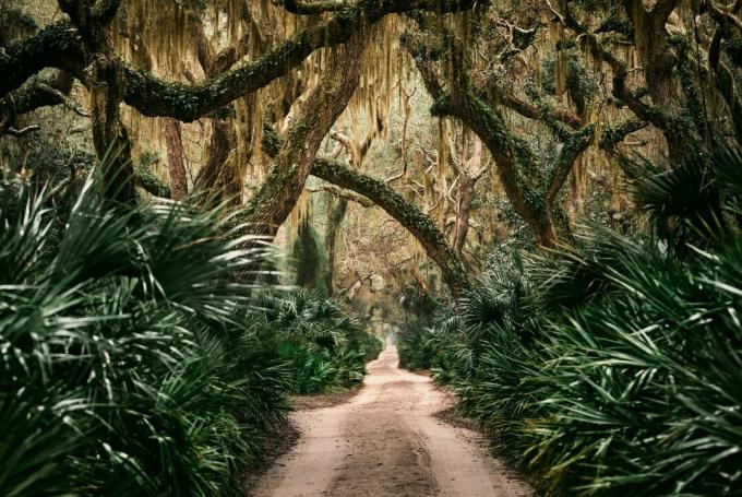 Insula Cumberland National Seashore