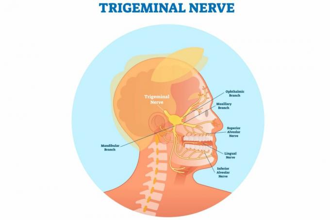 Nervul trigeminal