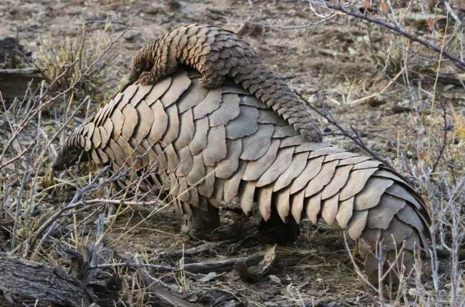 O femelă pangolin o poartă pe spate.