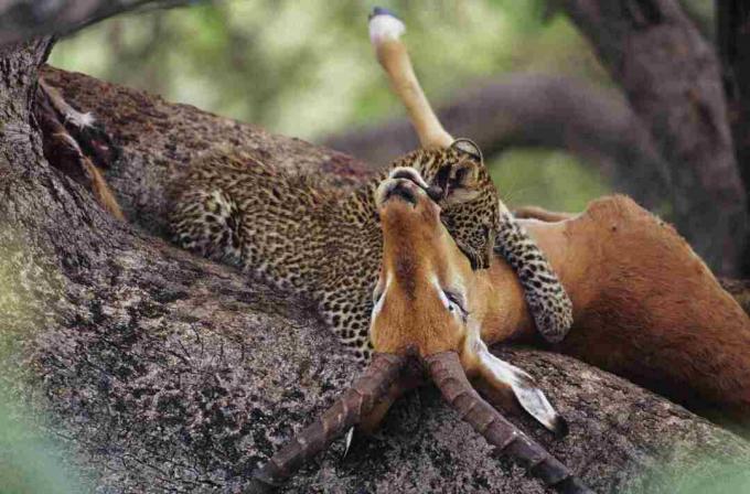 Leopard (Panthera pardus) care mănâncă morcov într-un copac, Kenya