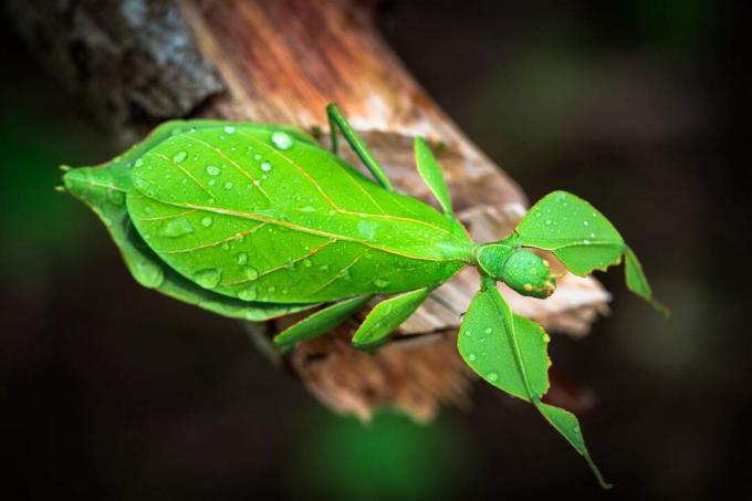 Insecta verde de frunze cocoțată pe o ramură.