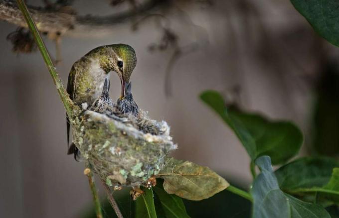 Hummingbird-Throated Throated Hrănind doi bebeluși în cuib.