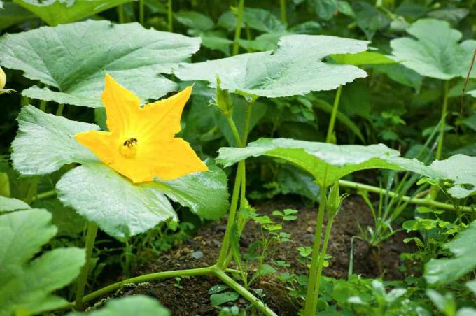 Albina fără stăpân care polenizează o floare de dovleac.