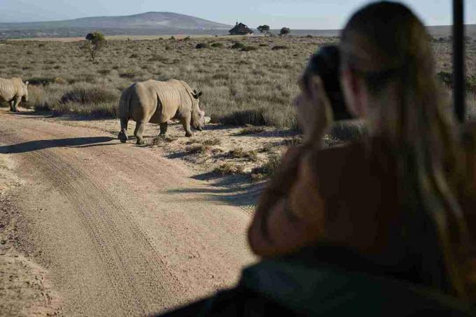 Cuplă în călătorie cu safari cu ghid turistic, făcând poze cu rinocerii din vehiculul 4x4
