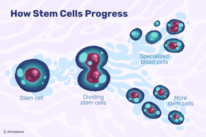 Grafic care arată modul în care progresul celulelor stem include o celulă care divizează și celule specializate.