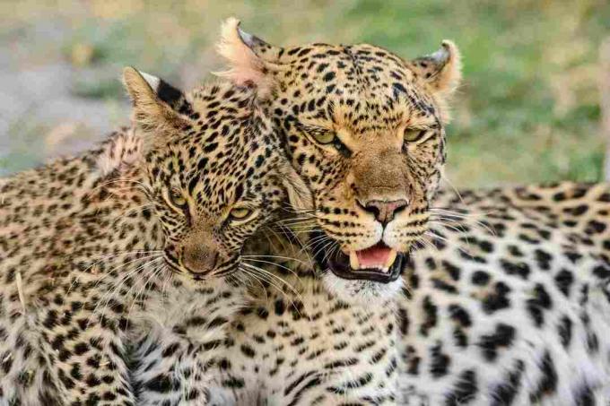 Portret de leopard cu pui de leopard, Botswana