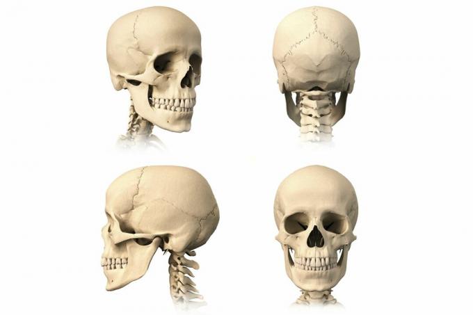 Diagrama care prezintă craniul din unghiuri multiple, cu oase vizibile pe un fundal alb.